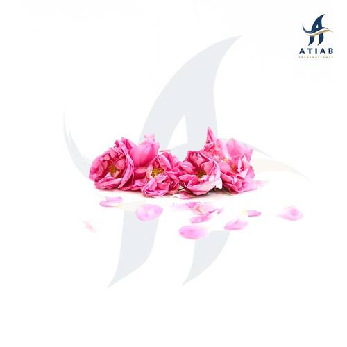 ورد طائفي ( هندي) - ROSE TAIFI