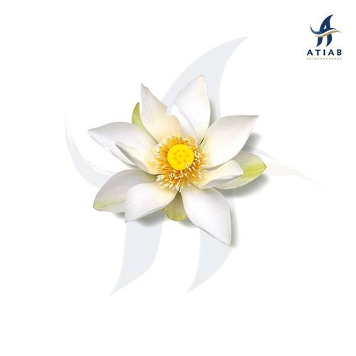 زنبق ابيض -  LOTUS WHITE