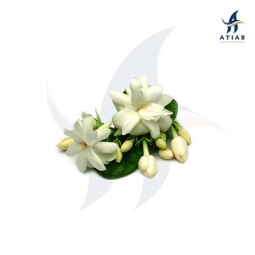 ياسمين - JASMINE MN