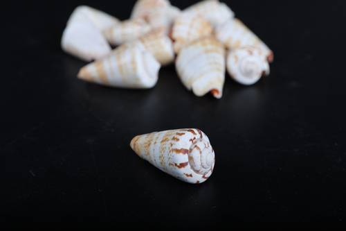 أصداف 003#  3-5 cm