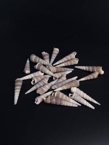 أصداف 019# 4-7 cm 