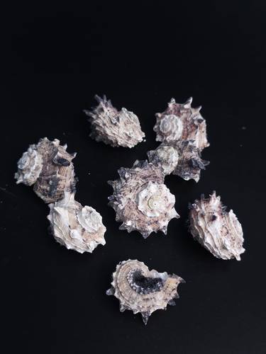 أصداف 017# 4-5 cm 