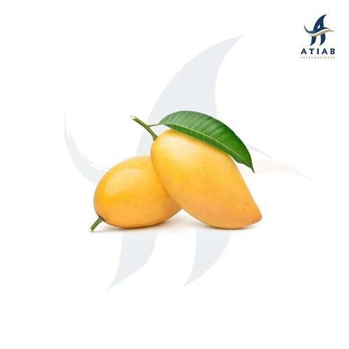 مانجو - MANGO
