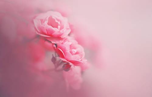 ضباب الأزهار -floral mist