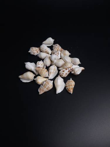 أصداف 013# 3-4 cm 