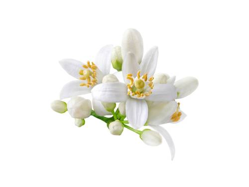 زهرة البرتقال الحلو - SWEET NEROLI