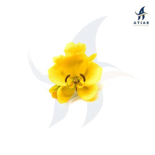 دارسين صيني - CASSIA
