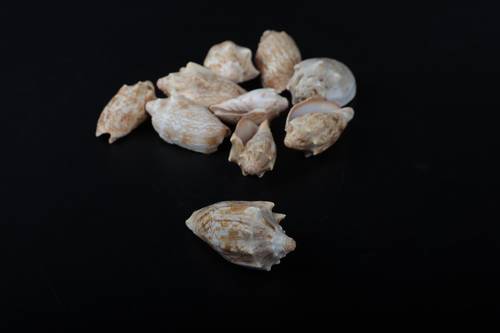 أصداف 006# 4-7 cm