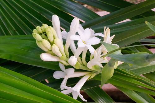 الياسمين ومسك الروم -jasmine & tuberose