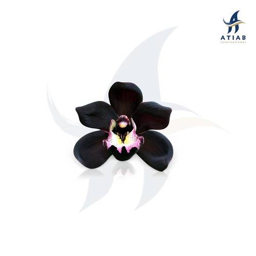 الأوركيد الأسود -BLACK ORCHID