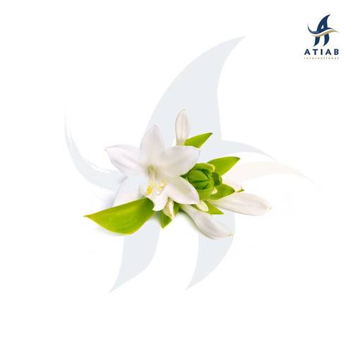 مسك الروم - TUBEROSE