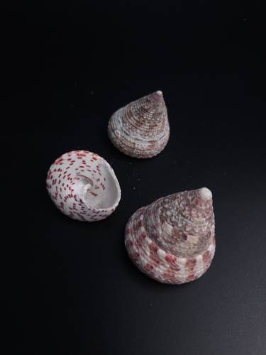 أصداف 015# 4-6 cm