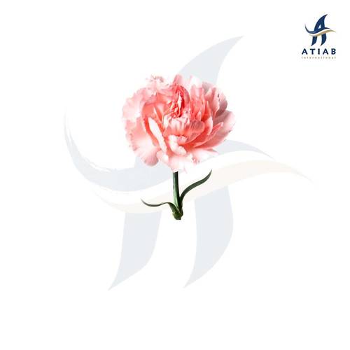 زهرة القرنفل - CARNATION