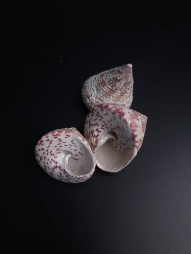 أصداف 015# 4-6 cm