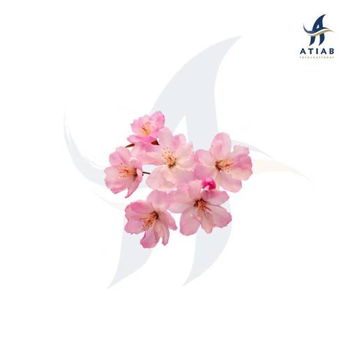 زهرة الكرز-  CHERRY BLOSSOM