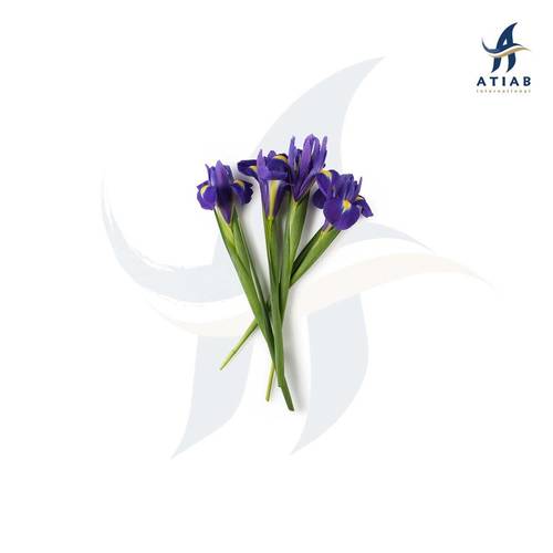 جذر السوسن -  ORRIS NNR