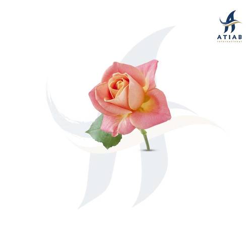 تي روز - (أسباني) - TEA ROSE