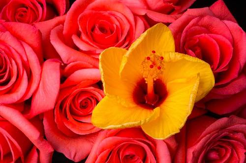 Hibiscus & Rose (C) - كركديه و ورد