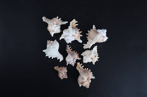 اصداف 001# 6-12 cm 