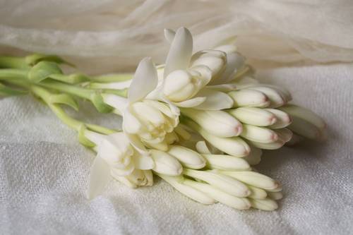 مسك الروم - Tuberose NNA