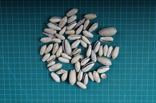 أصداف 009# 2-4 cm