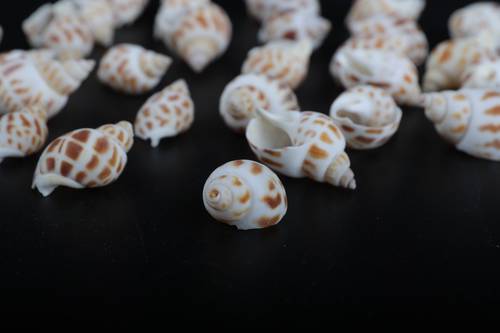 أصداف 004# 2-3 cm