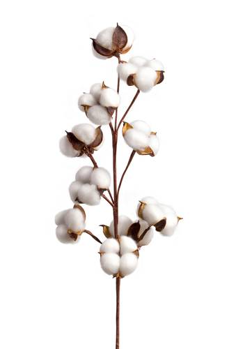 زهرة القطن -cotton blossom