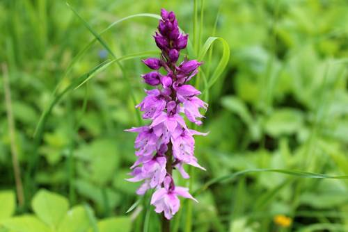  مرج الأوركيد -MEADOW ORCHID