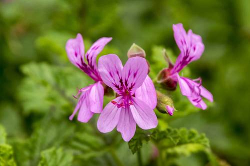 ابرة الراعي صيني طبيعي-GERANIUM OIL CHINA NATURAL