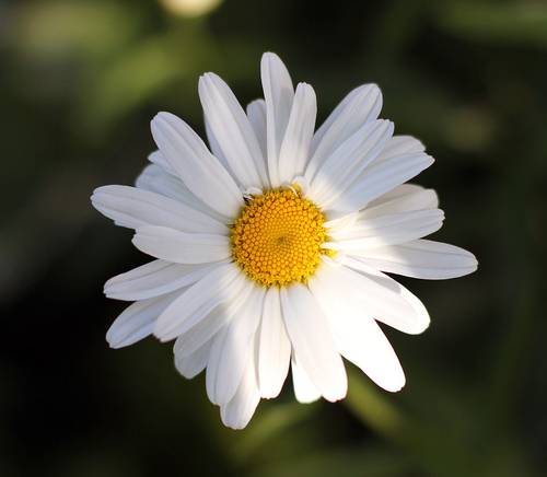 اقحوان - CHRYSANTHEMUM