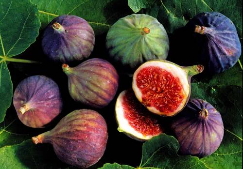 FRESH FIG - تين طازج