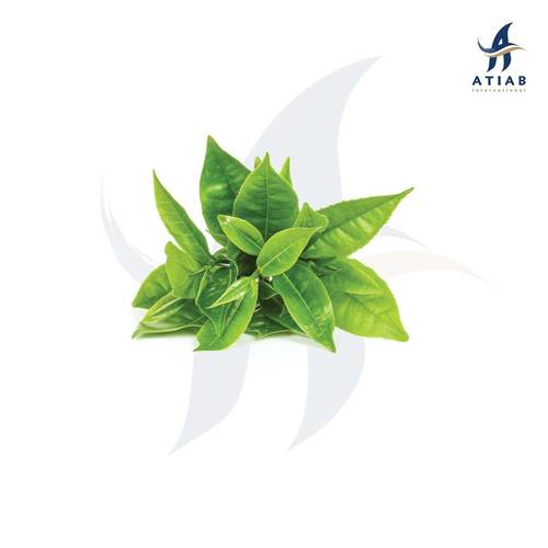 شاي أخضر ( الورق الصغير )- BABY GREEN TEA 