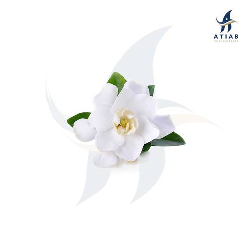 جاردينيا -  GARDENIA