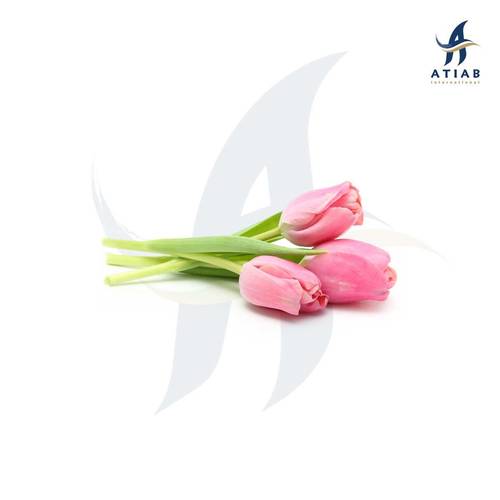 توليب - TULIP