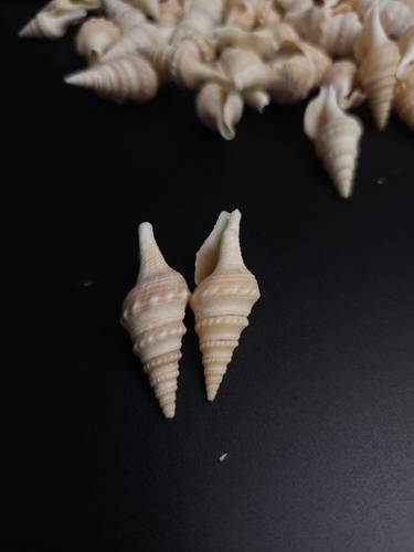 أصداف 012# 2-5 cm