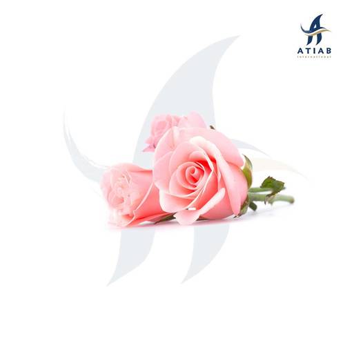 ورد -  ROSE BASE