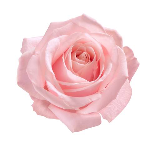 ورد فرنسي -french rose