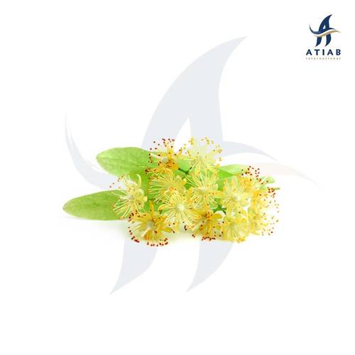 زيزفون - LINDEN BLOSSOM