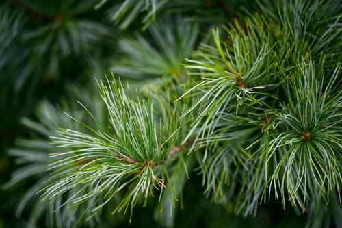 إبر الصنوبر -PINE NEEDLES