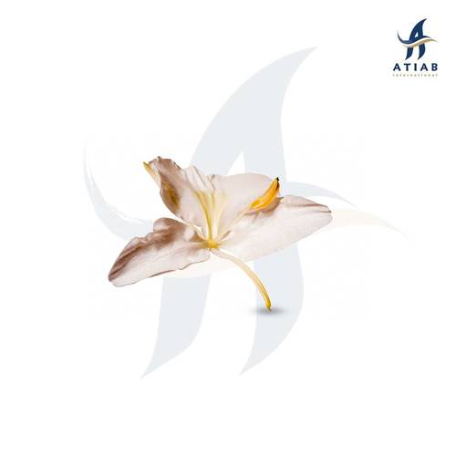 زنبق الزنجبيل الأبيض - GINGER LILY 