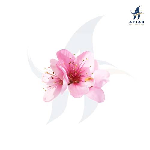  زهرة المشمش -APRACOT FLOWER