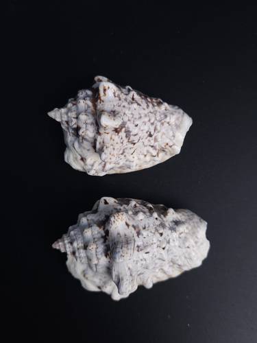 أصداف 020# 5-7 cm 