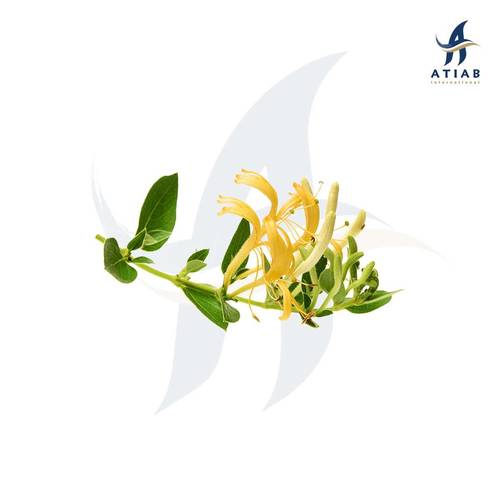 عسلة ( زهرة العسل ) - HONEYSUCKLE