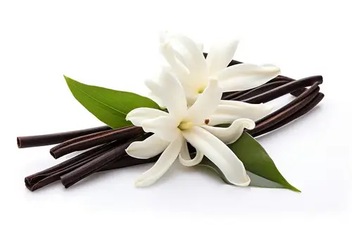 فانيليا بيضاء -vanilla white