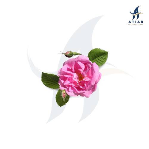 ورد دمشقي -ROSA DAMASCENA