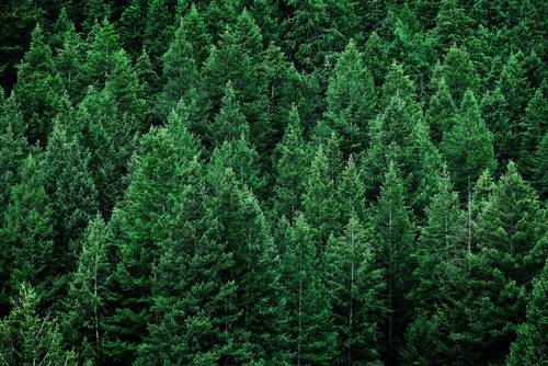 غابة الصنوبر -PINE FOREST 