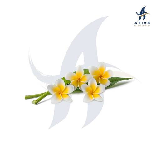بلوميريا - FRANGIPANI