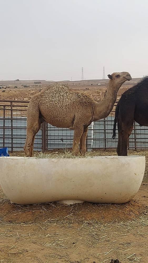 قعود مفرود