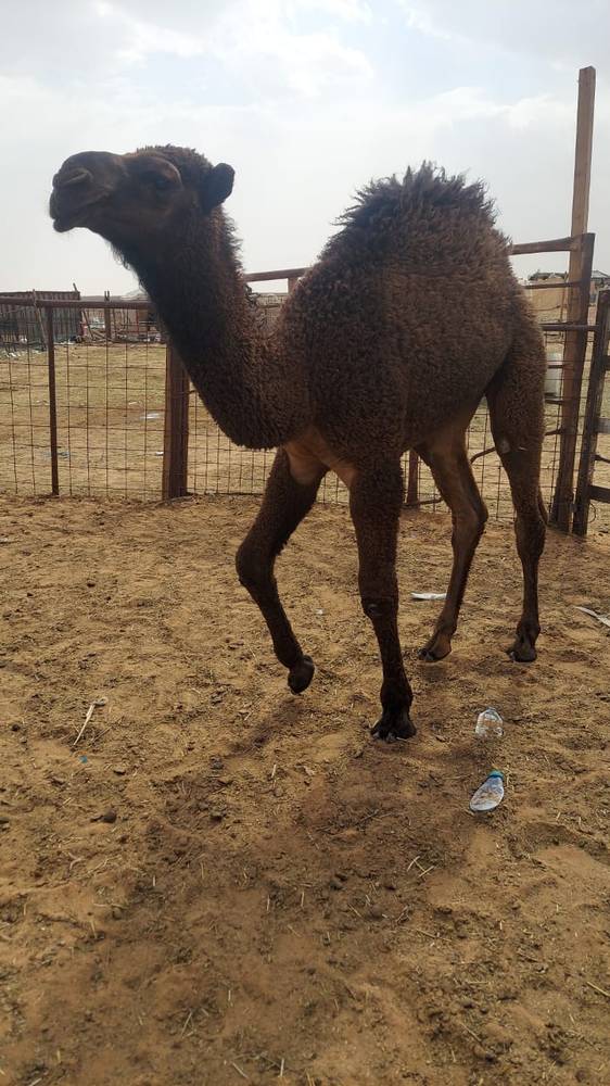 حور لباني 