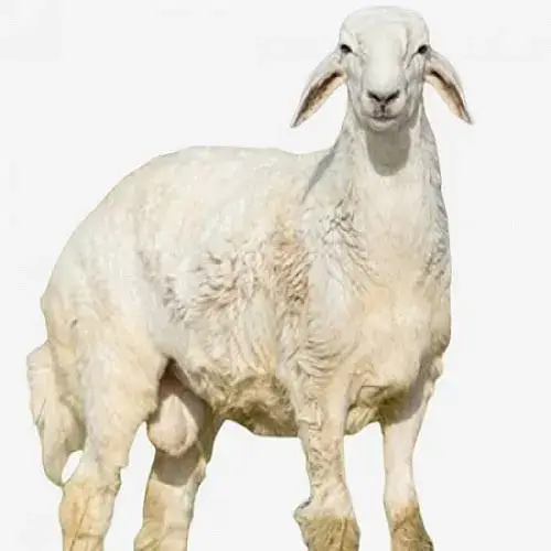 خروف حري العمر 7 اشهر